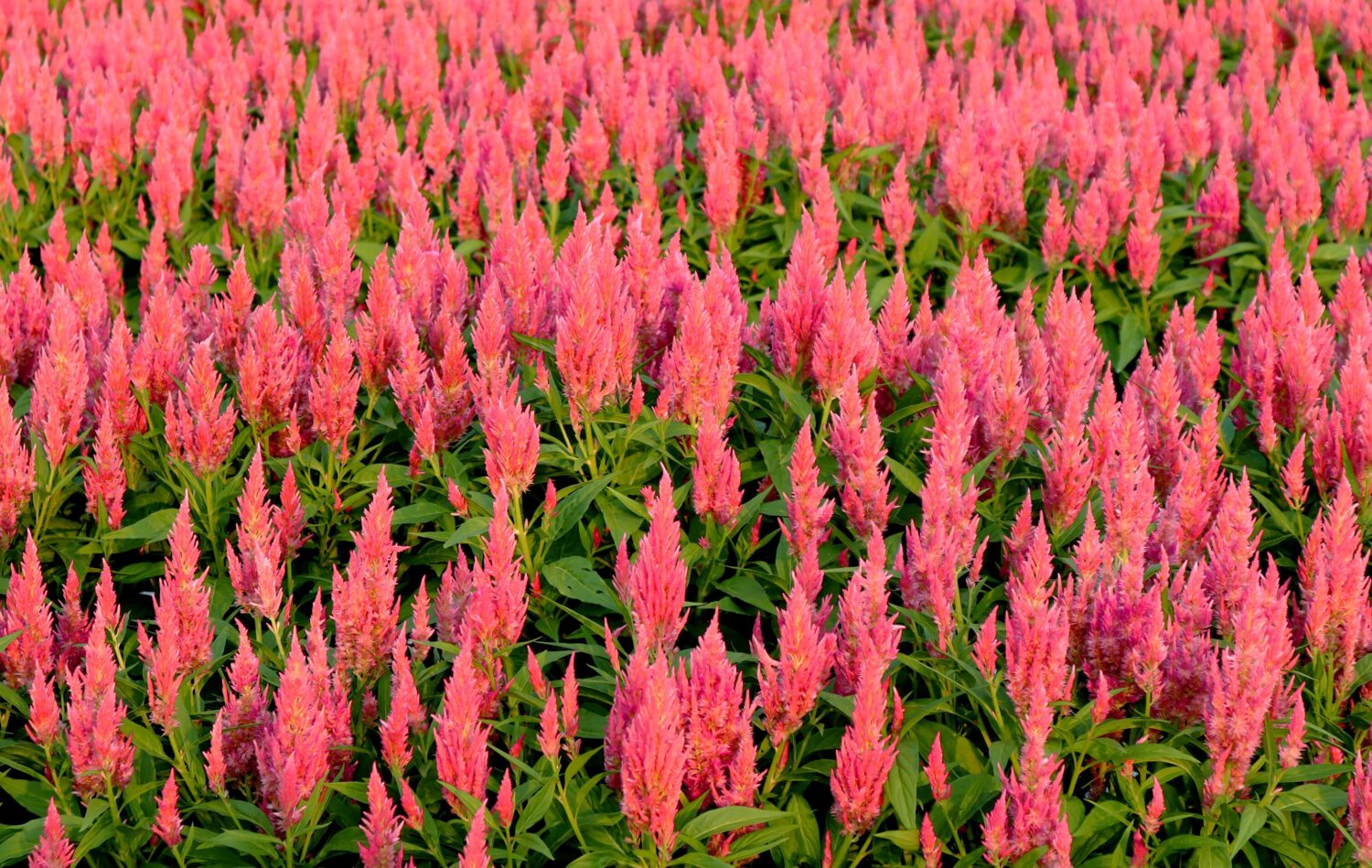 Celosia Flamma Pink 