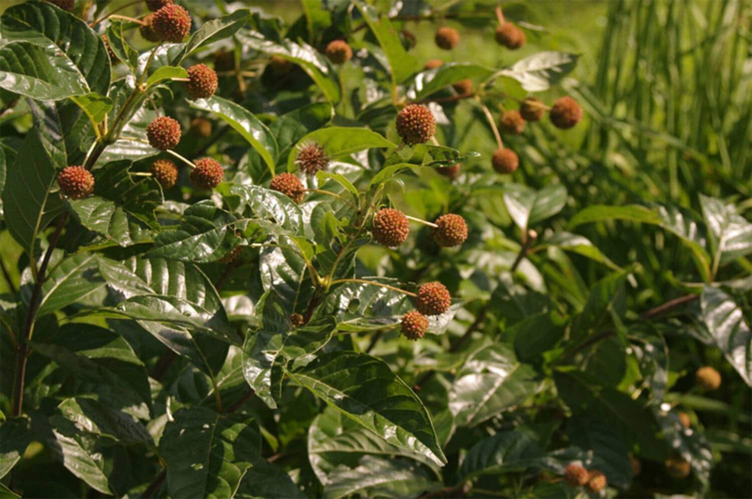2024 PHS Gold Medal Plants Winner. Cephalanthus occidentalis 'Sugar Shack'.
