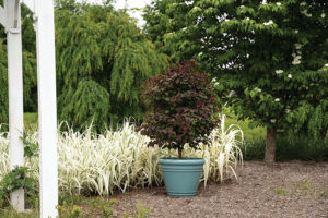 Amethyst is a compact tree great for small gardens and patio pots. Its burgundy foliage gives a similar effect to Japanese Maple, with cercis being native to North America.