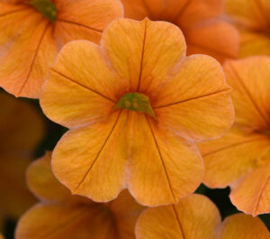 Cha Cha Tangerine
