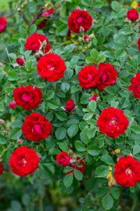 Cherry Forst rose