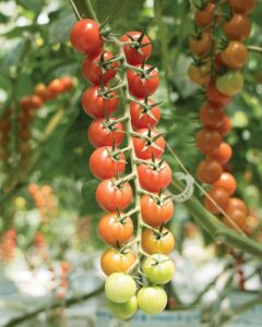 Cherry-Vine-in-Greenhouse