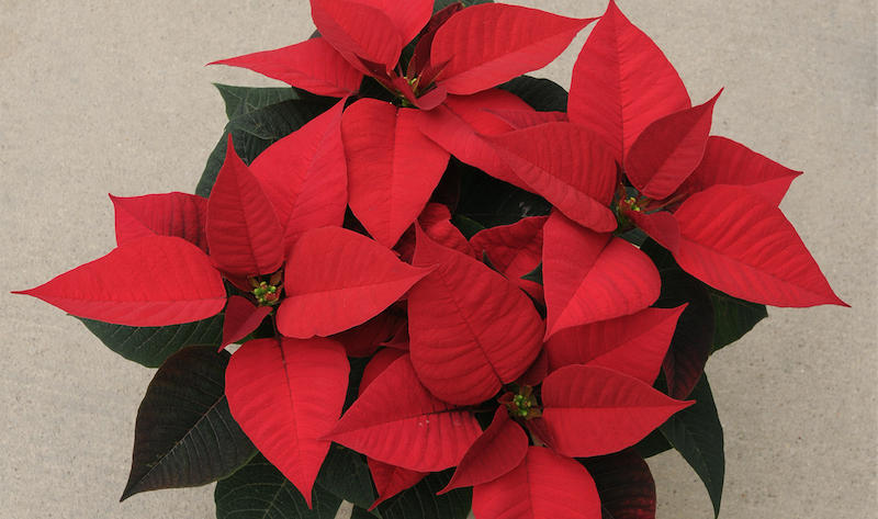 New Poinsettias for 2018 — How Did They Perform?