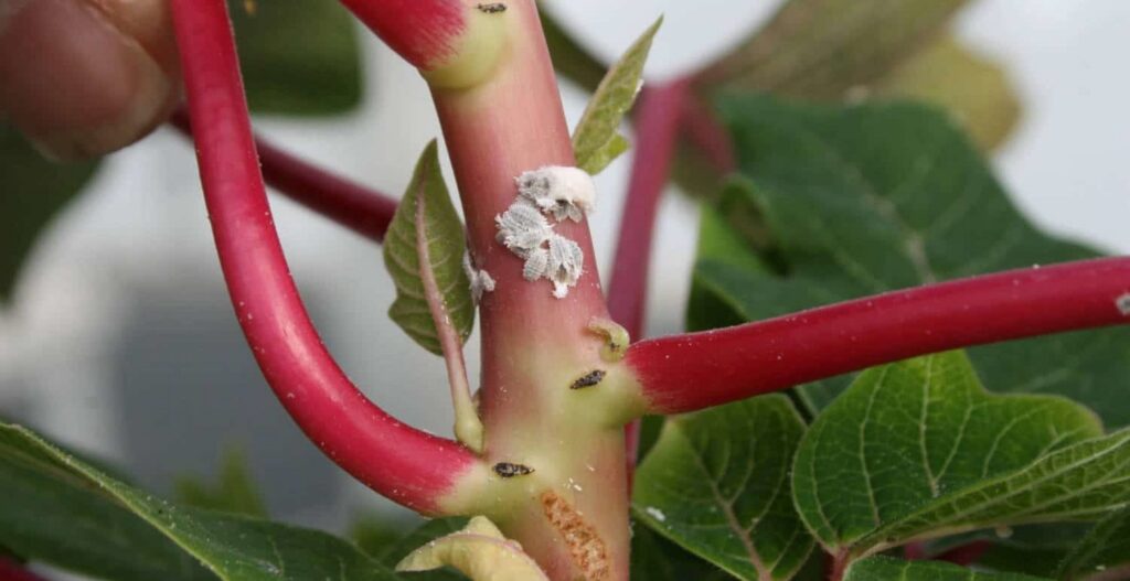 Tips on Mealybugs