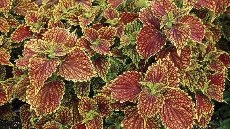 Vaughn’s View: Leaf Colors and Textures in Coleus
