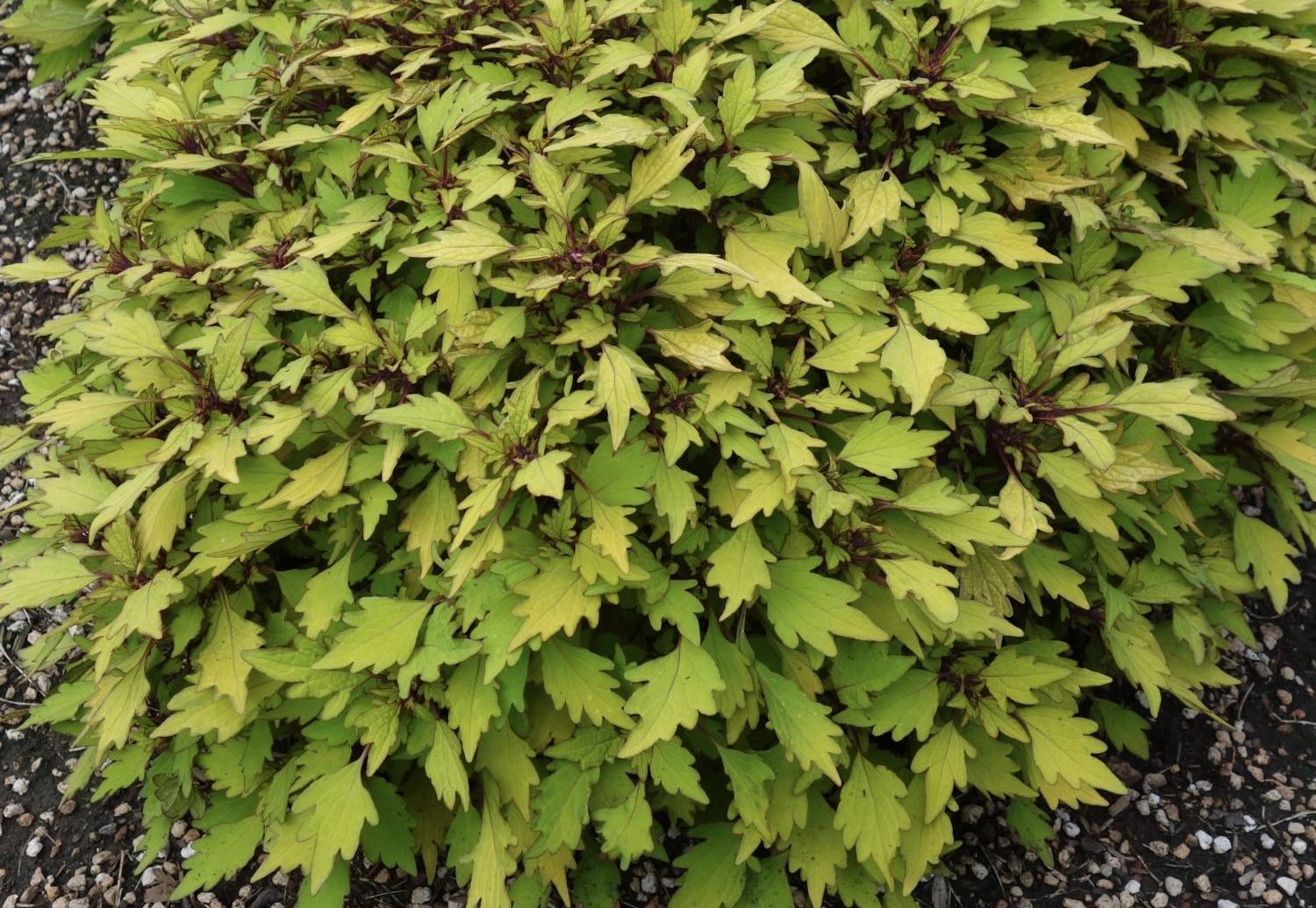 ColorBlaze coleus - PW