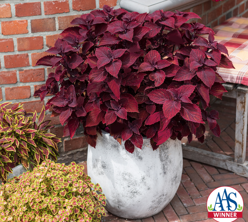 Dümmen Orange Coleus Receives AAS Honors