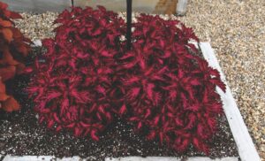 Coleus ‘Stained Glassworks Royalty’