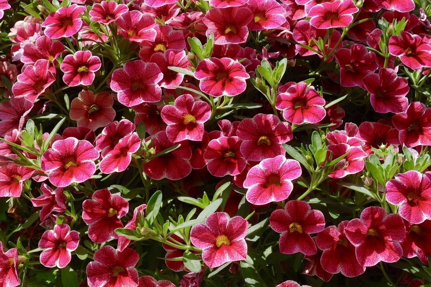 Colibri calibrachoa - Danziger