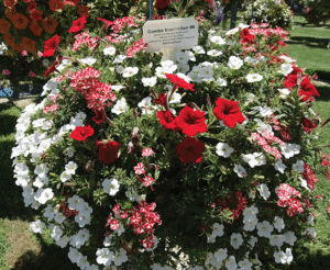 Combo Inspiration from Ball FloraPlant