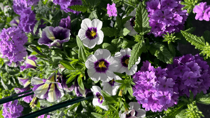 Annuals: Preparing ahead of the growing season