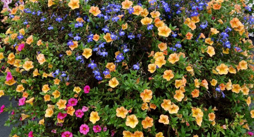 Resilient Summer Designer Combinations