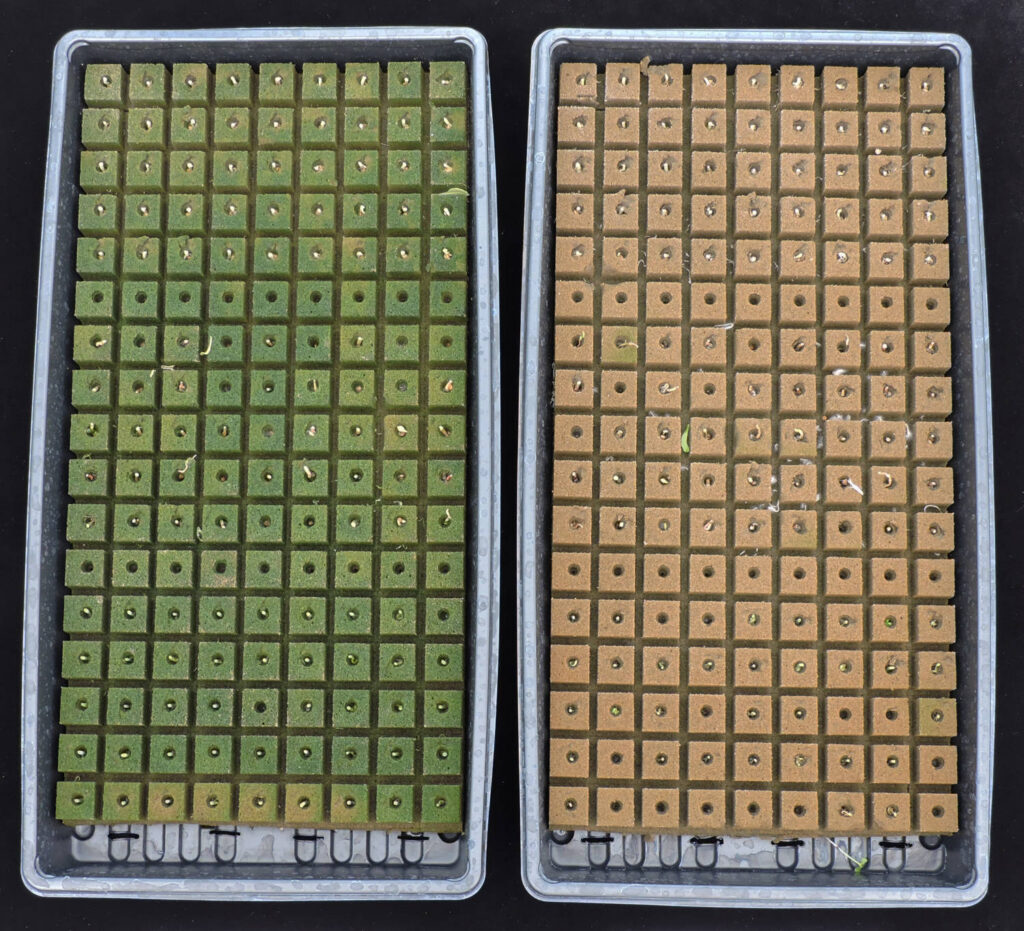 Advancements in Quat Chemistry