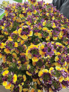PlantHaven_Nemesia-‘Escential-Passionberry’-2