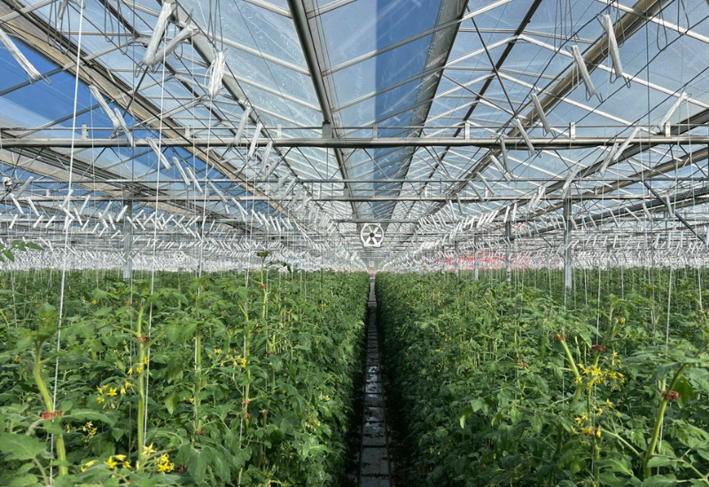 Finka adopts AI to enhance tomato greenhouse operations