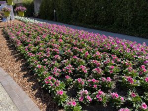 Cora XDR vinca (Syngenta)