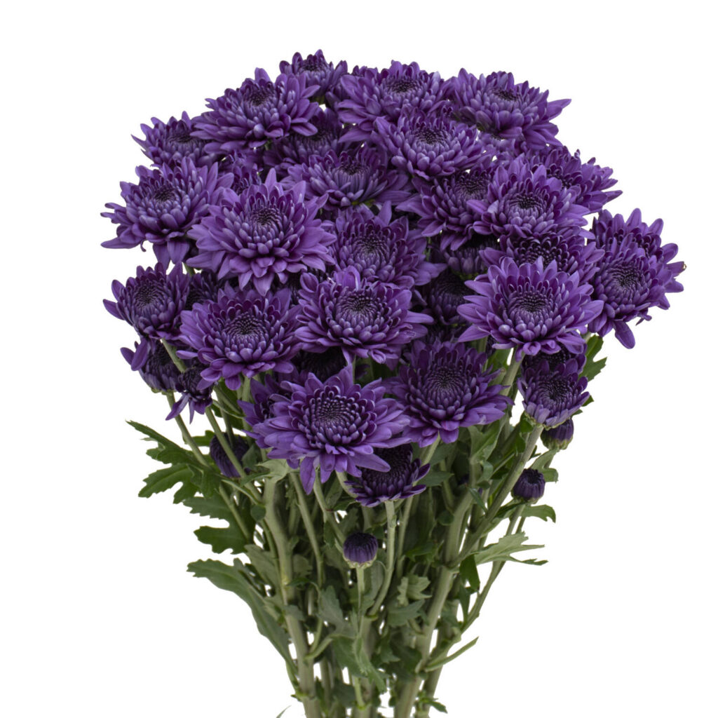 Suntory Flowers launches “BluOcean” Chrysanthemum in North America