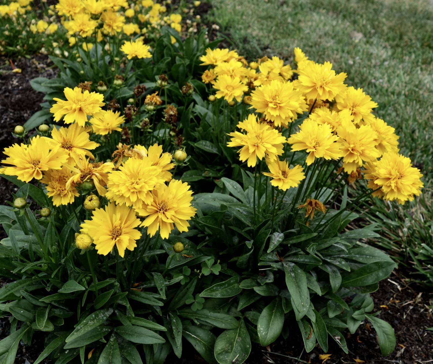 Coreopsis Double the Sun - Kieft Seed