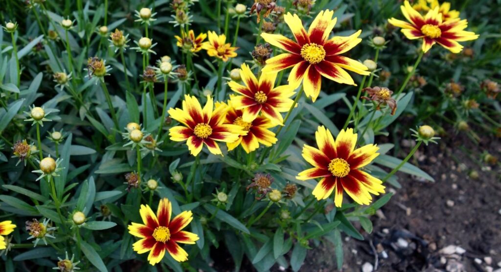 Darwin Perennials’ Trial Performance: 2019 Introductions