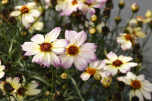 Coreopsis NOVA 'Jewel' 