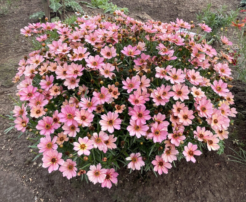 pink coreopsis flowers