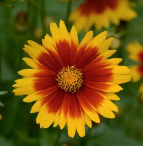 coreopsis-uptick-goldbronze-19462-darwinperennials