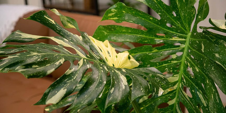 Costa Farms Releases Update on Monstera ‘Thai Constellation’ Availability