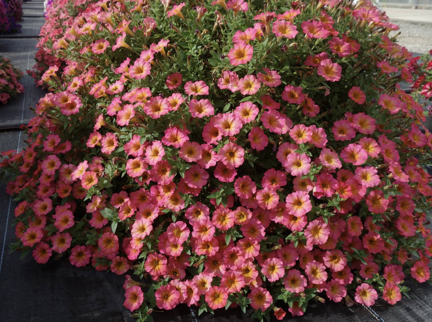 Crazytunia