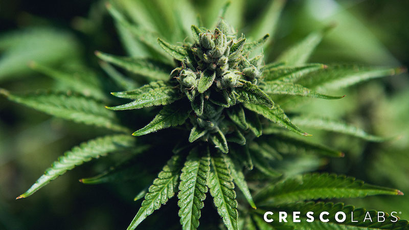 Cresco Labs to Acquire Columbia Care