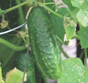 Cucumber 'Gherking'