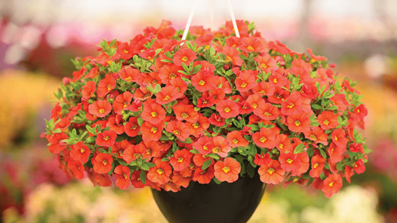 Culture Report: Calibrachoa