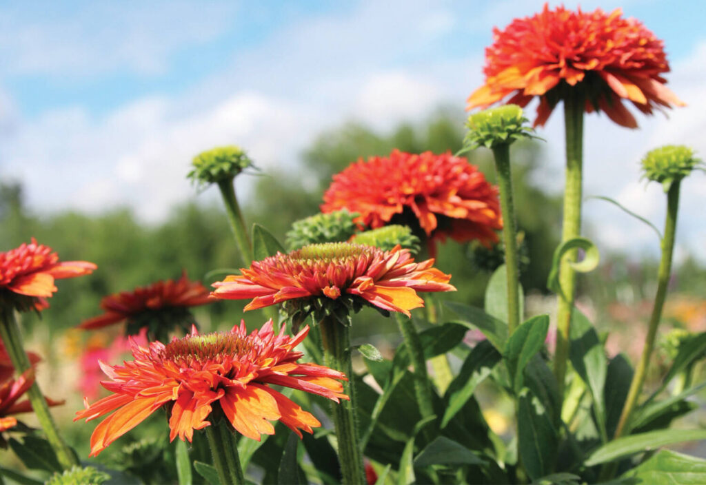 Culture Report: Echinacea Delightful series