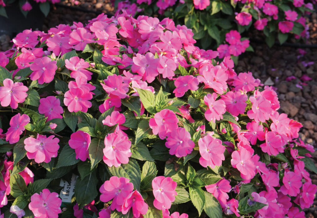 Culture Report: Sol Luna Prime hybrid impatiens