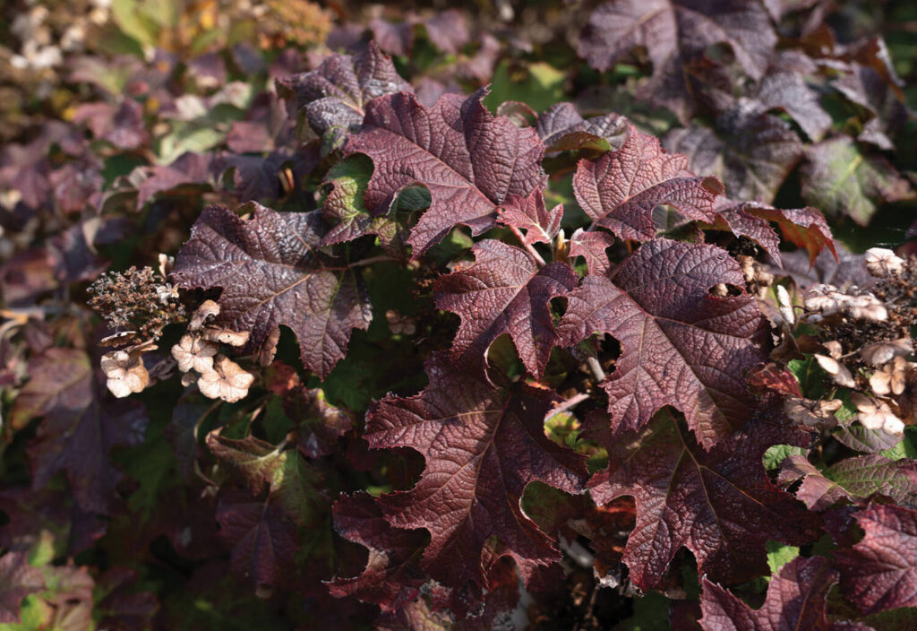 Culture Report: Oak leaf hydrangea gets optimized