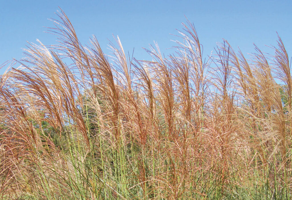 Culture Report: Miscanthus ‘Scout’