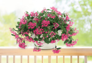 Culture Report: Pentas ‘Graffiti Falls Rose’