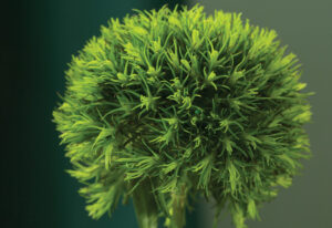 Culture Report: Dianthus ‘Kiwi Mellow Cool’