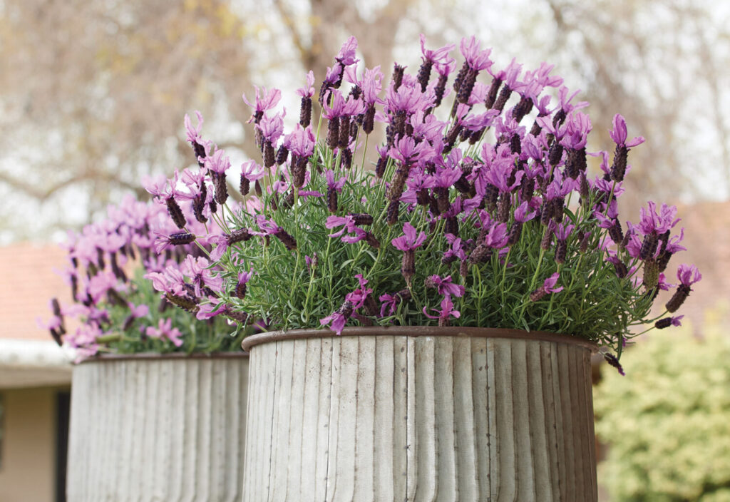Culture Report: Mastering lavender production