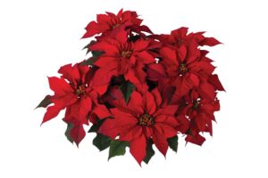 Culture-Report_Poinsettia-Red-Ribbons_021A1969-scaled