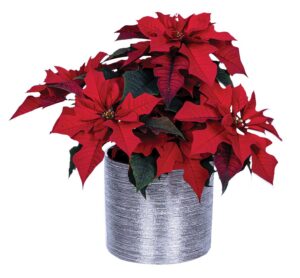 Culture-Report_Poinsettia-Red-Ribbons_Poinsettia-Red-Ribbons-11065_Silver-Deco-Pot