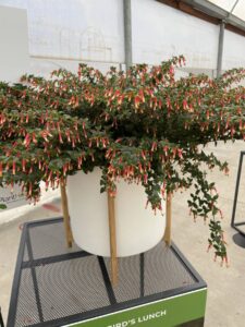 Cuphea Hummingbirds Lunch