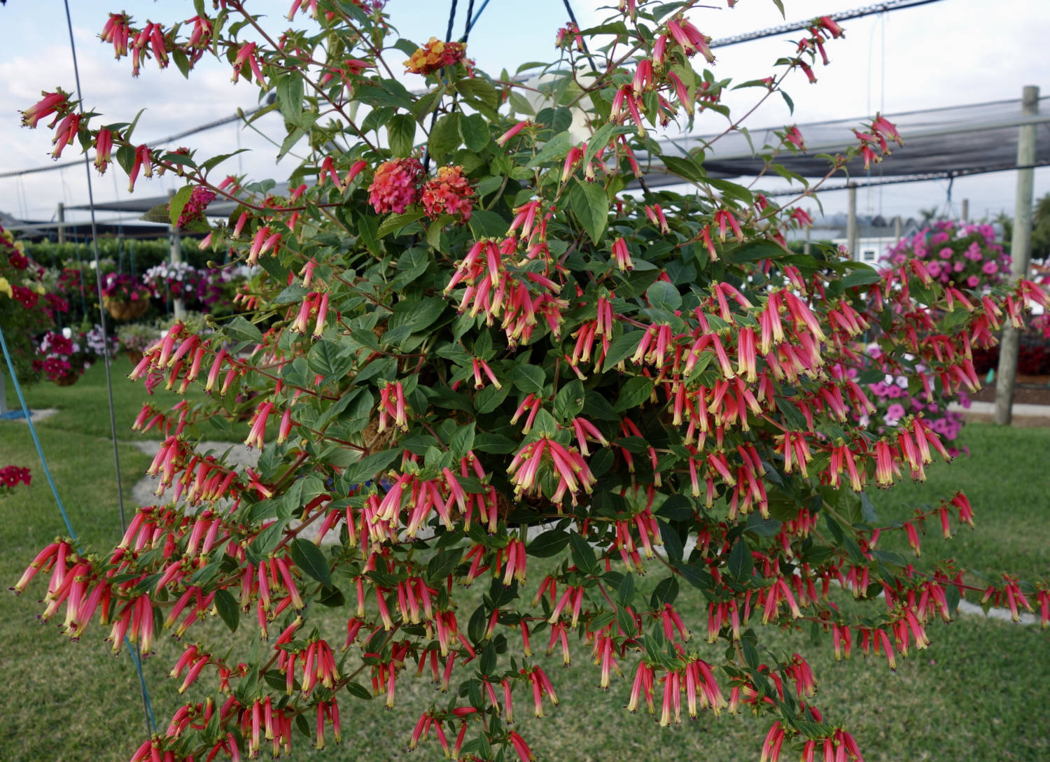 Cuphea Honeybells - Ball FloraPlant