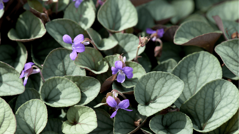 Culture Report: Cultivating the beauty of Viola ‘Silver Gem’