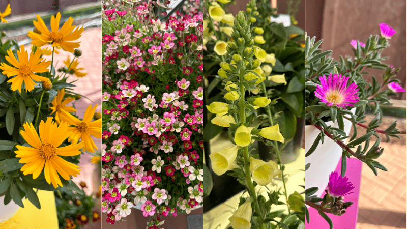 Sign up for Darwin Perennials Day in June