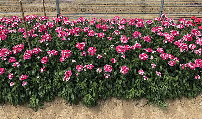 Dianthus 'Sweet Rose Magic'