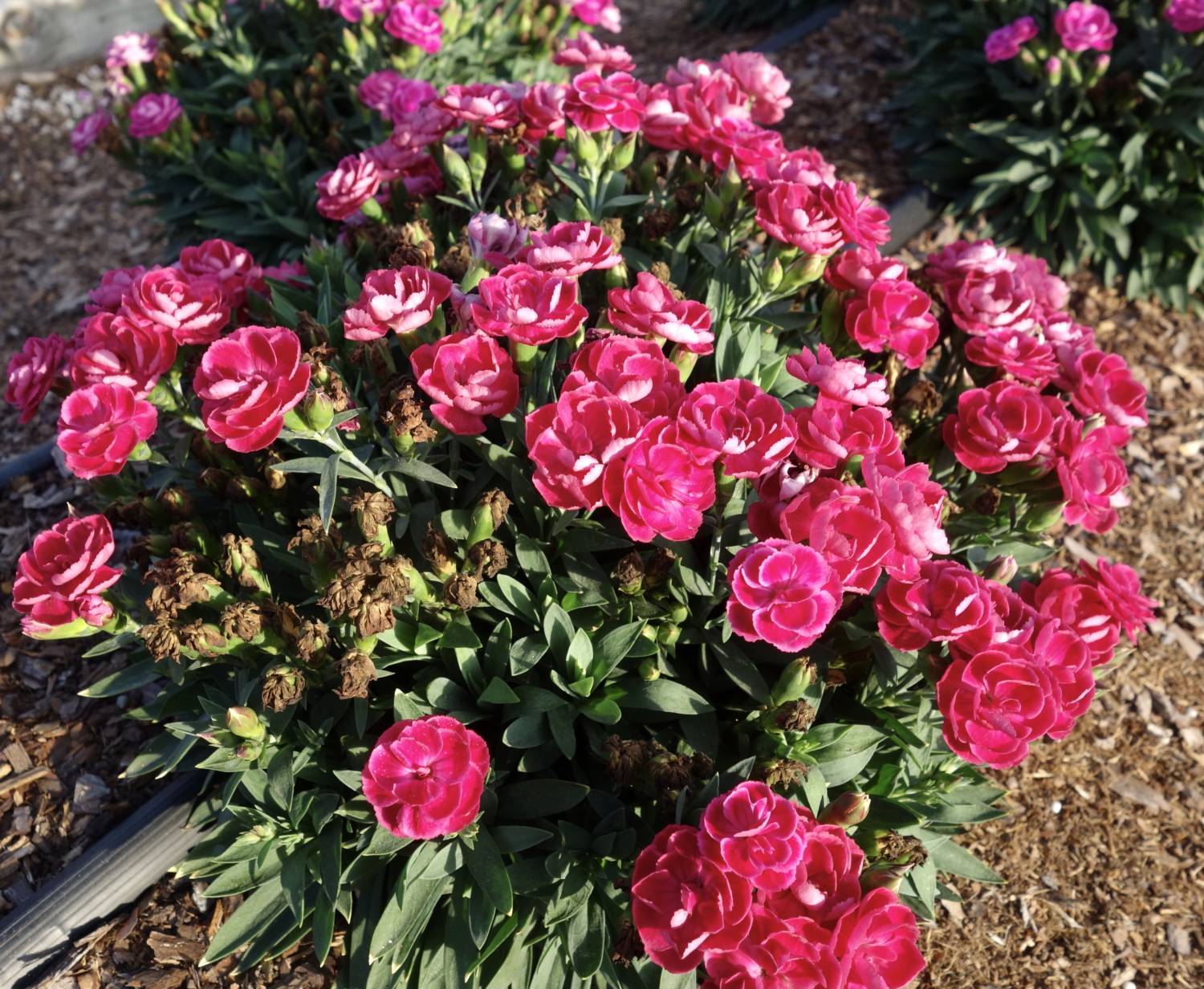 Dianthus Peman - Dummen