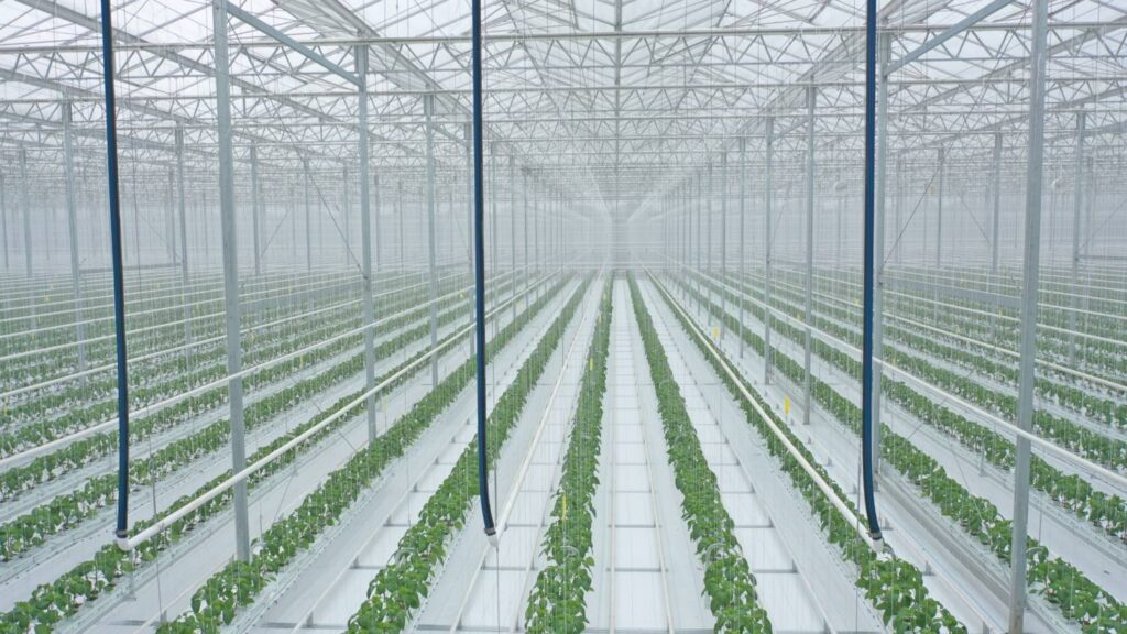 Mucci Farms Gains Investment From Tech Company Cox Enterprises