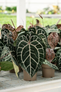 DocBlock velvet leaf anthuriums