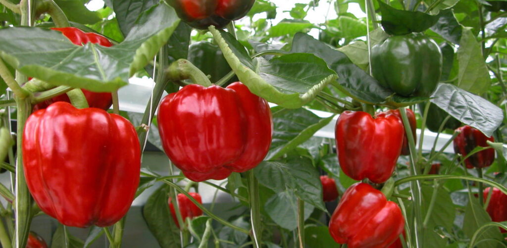 Adding Edible Crops to an Ornamentals Operation: Food Safety is a Different Ball Game