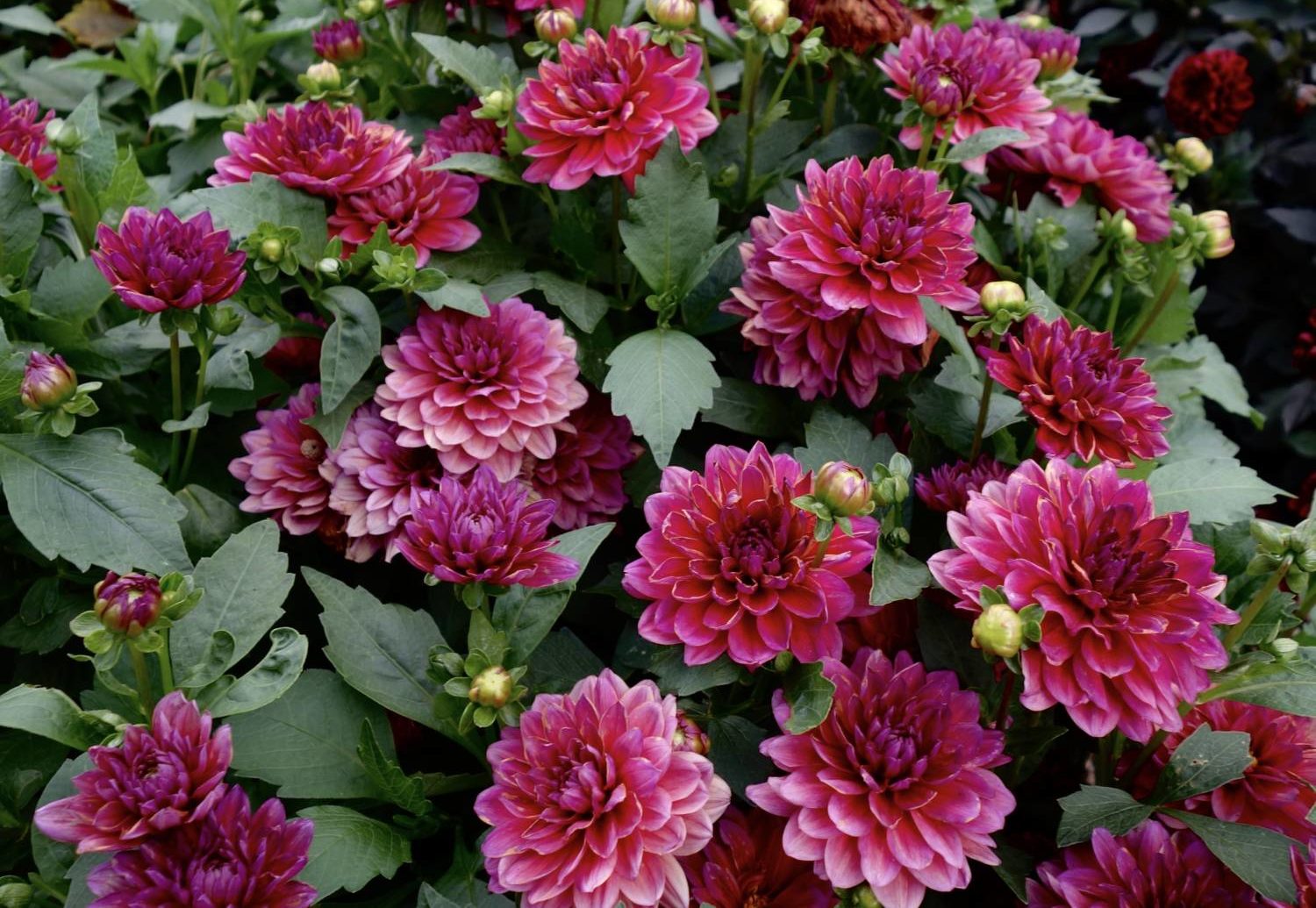 Dahlia Dalaya - Selecta